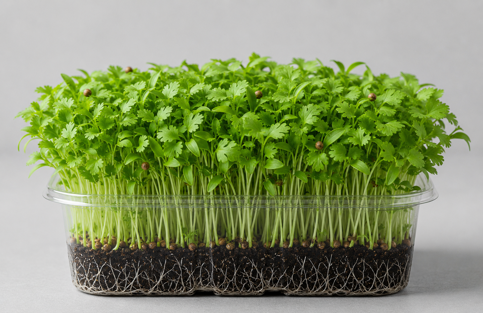 Cilantro