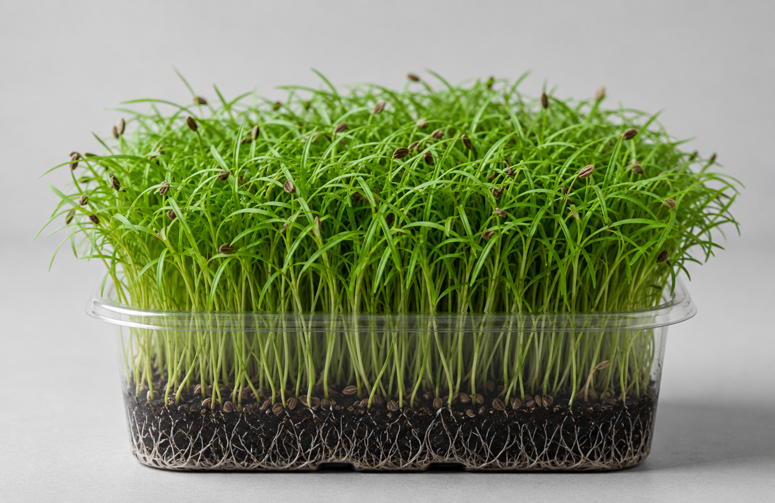 Dill
