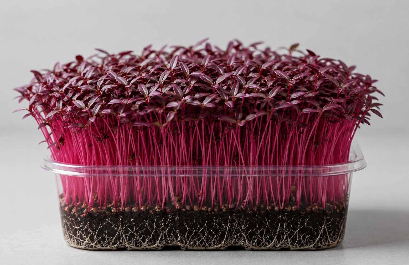 Red Amaranthus