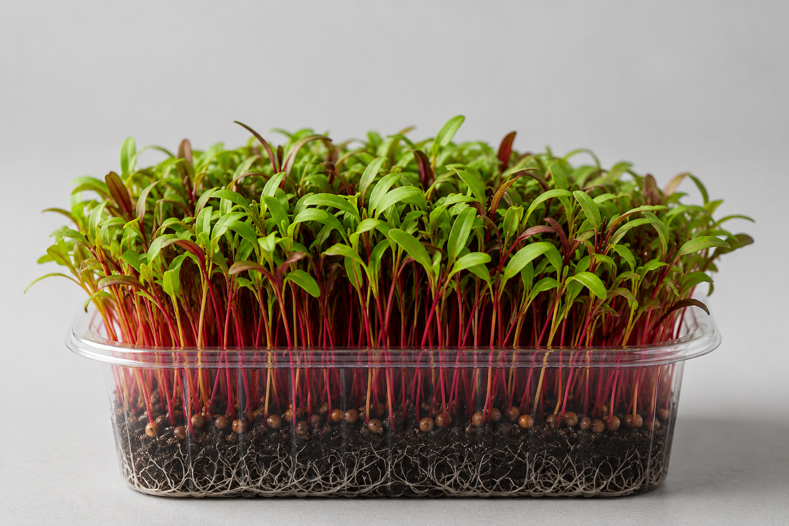 Swiss Chard